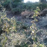 E' questo il progetto di riqualificazione ambientale della zona artigianale Morelline?