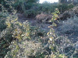 E' questo il progetto di riqualificazione ambientale della zona artigianale Morelline?